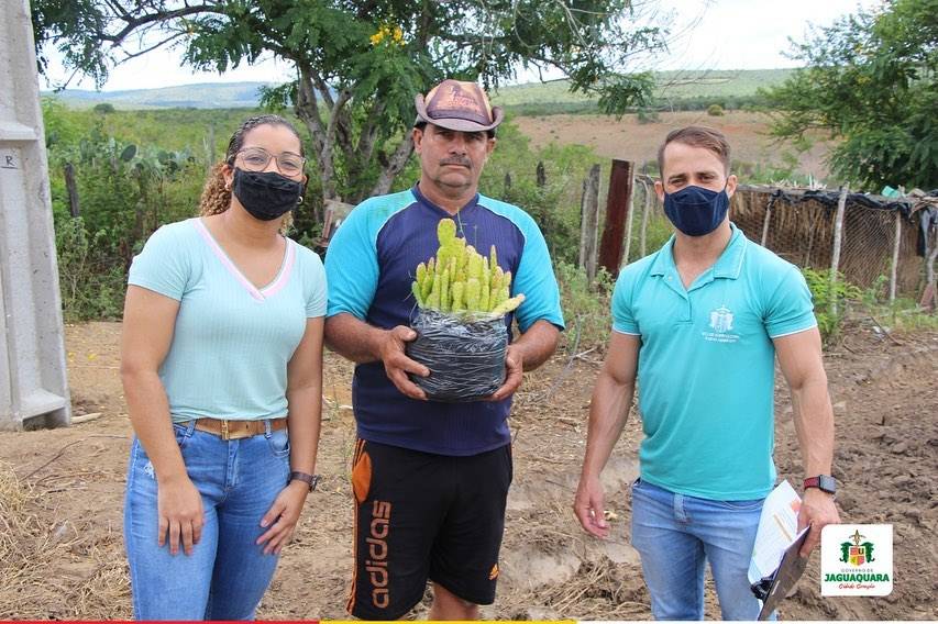 Distribuição de Mudas de Palmas