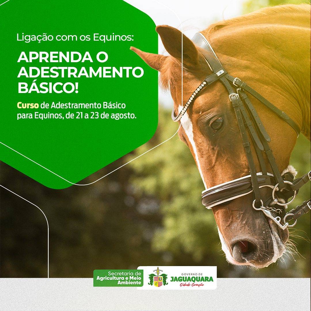 Curso de Adestramento Básico para Equinos