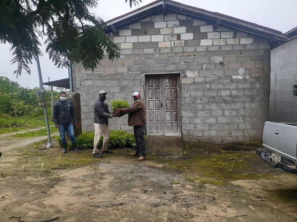 Distribuição de Mudas de Abacaxi 