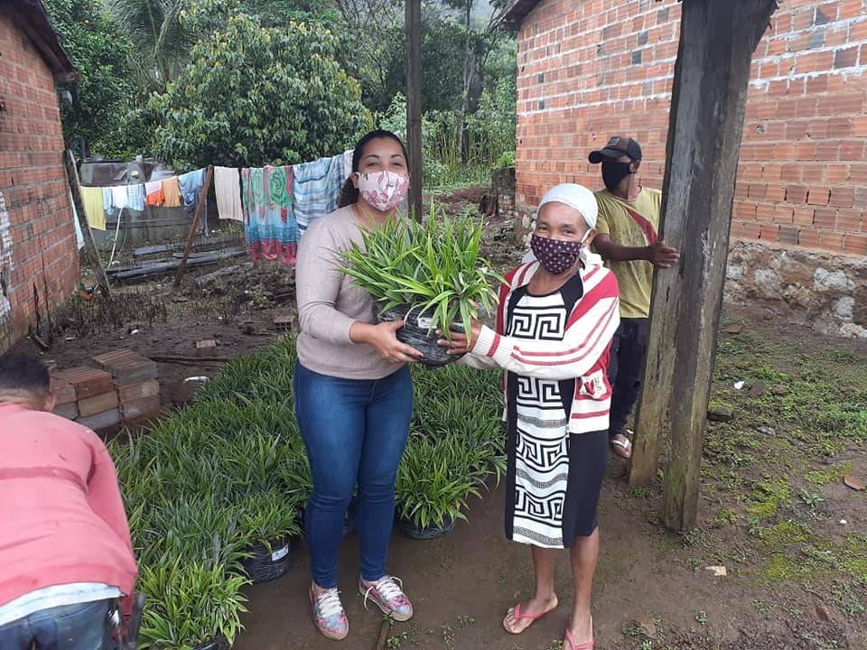 Distribuição de Mudas